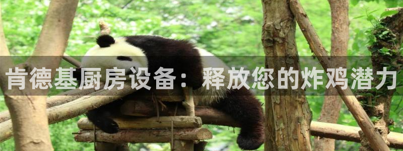 凯时k66官方发布：肯德基厨房设备：释放您的炸鸡潜力